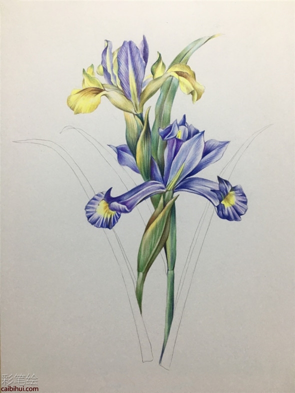 彩鉛畫教程：鳶尾花彩鉛畫具體畫法教程