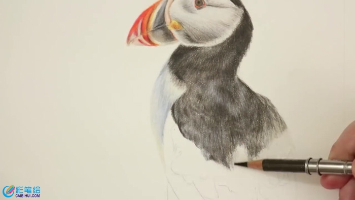 彩鉛手繪鳥兒