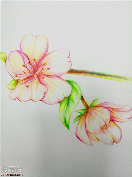 櫻花彩鉛手繪教程