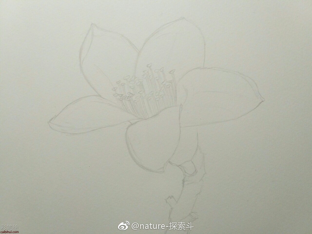 彩鉛畫(huà)木棉花教程