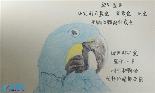彩鉛畫鸚鵡步驟