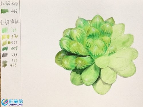 多肉玉露彩鉛手繪教程