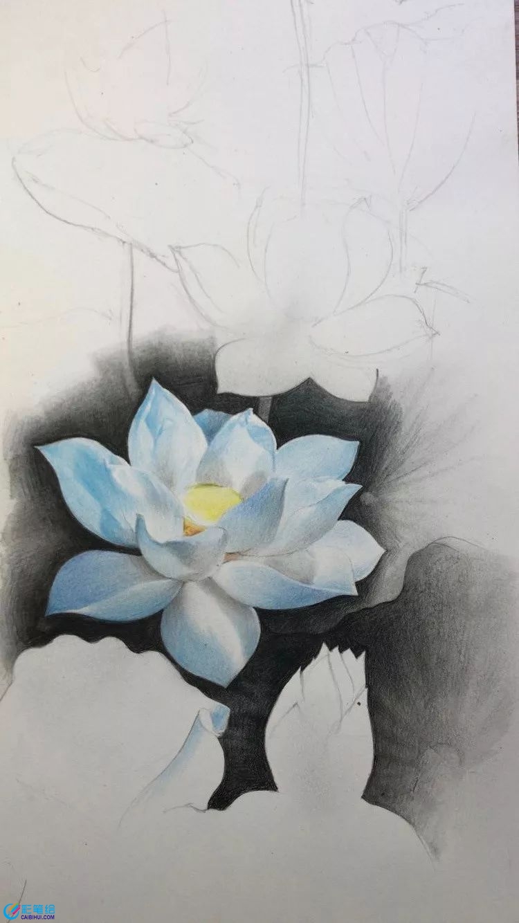 彩鉛畫(huà)白蓮