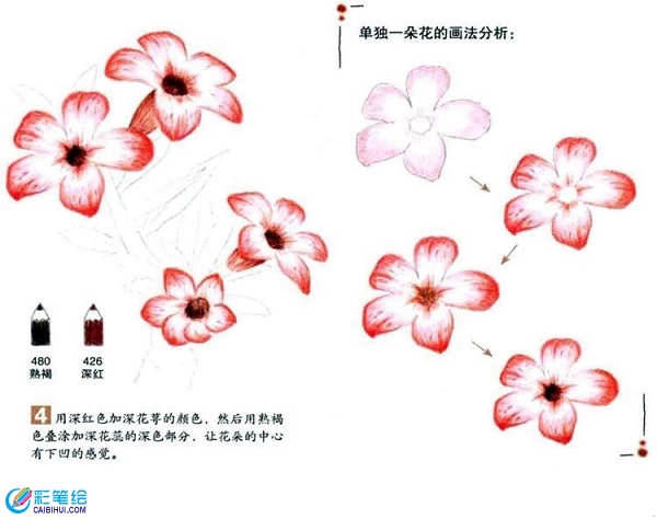 沙漠玫瑰彩鉛畫怎么畫？彩鉛畫花卉繪畫教程