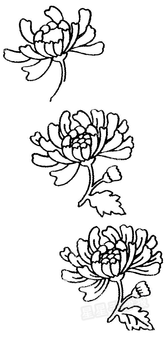 菊花簡(jiǎn)筆畫(huà)圖解