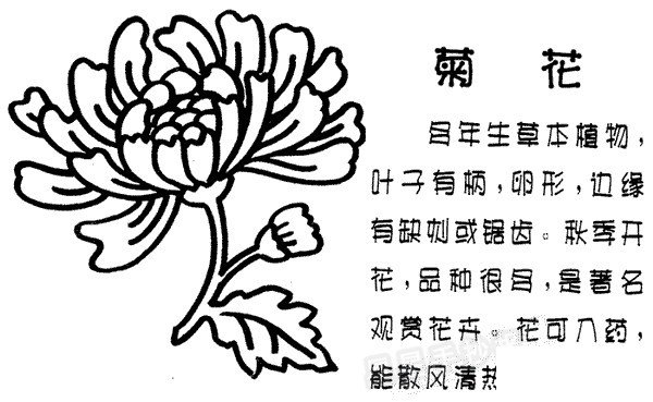 菊花簡(jiǎn)筆畫(huà)圖片與知識(shí)
