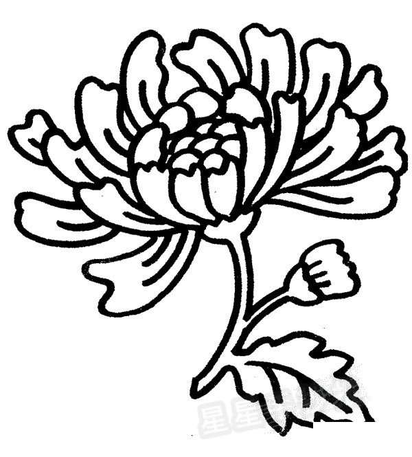 菊花簡(jiǎn)筆畫(huà)