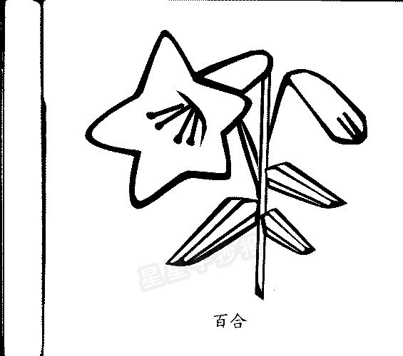 百合花簡筆畫