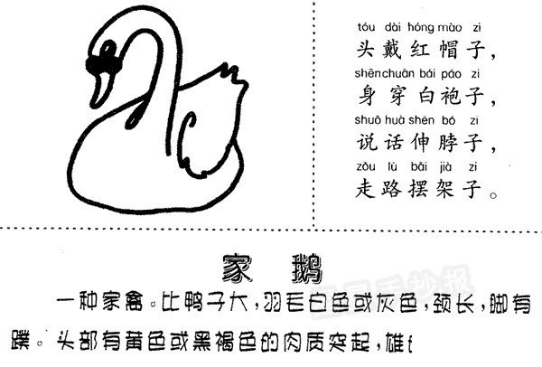 家鵝簡筆畫圖片、兒歌與知識