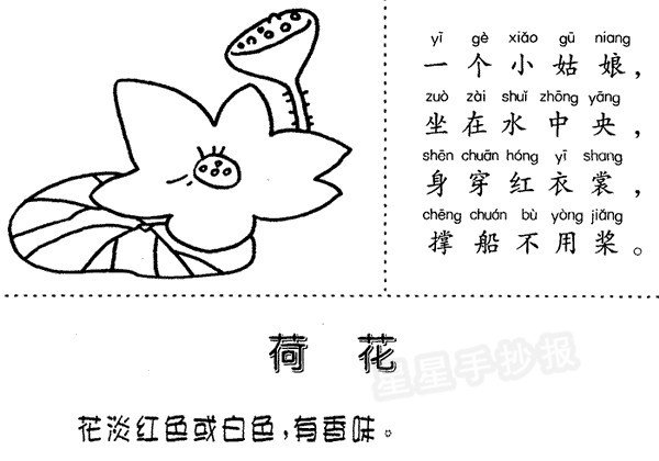 荷花簡筆畫圖片、兒歌與知識