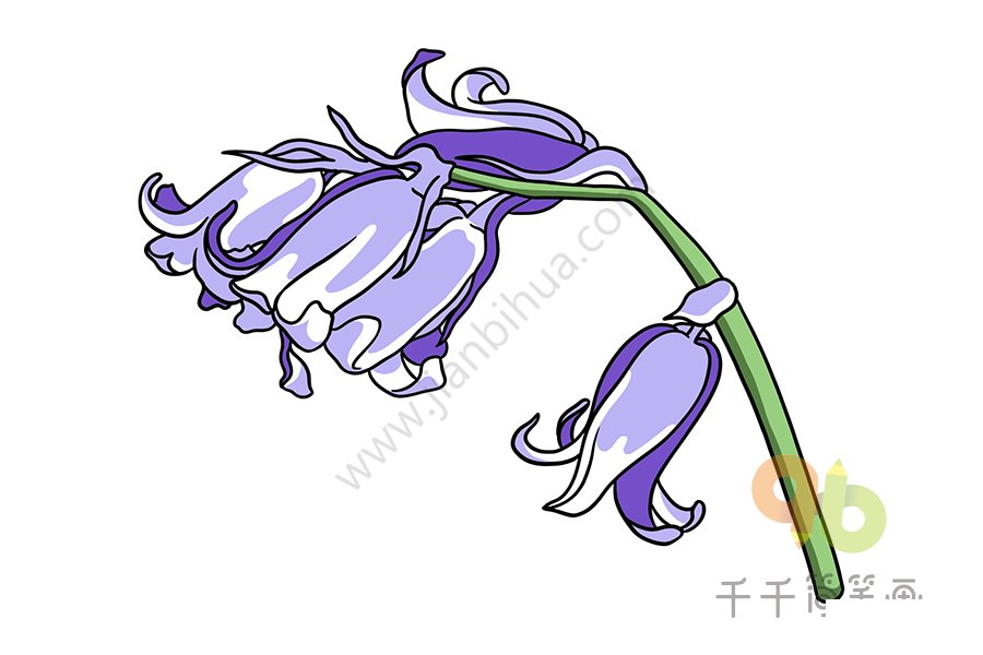 藍(lán)鐘花全貌