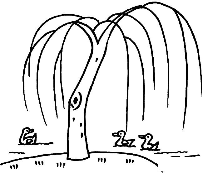 河邊柳樹植物簡筆畫步驟圖片大全