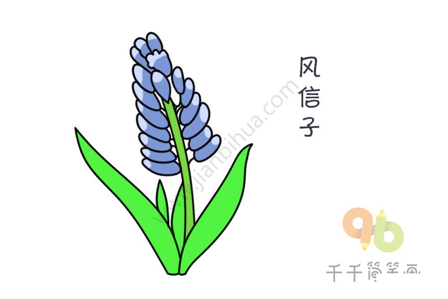 風(fēng)信子簡(jiǎn)筆畫(huà)