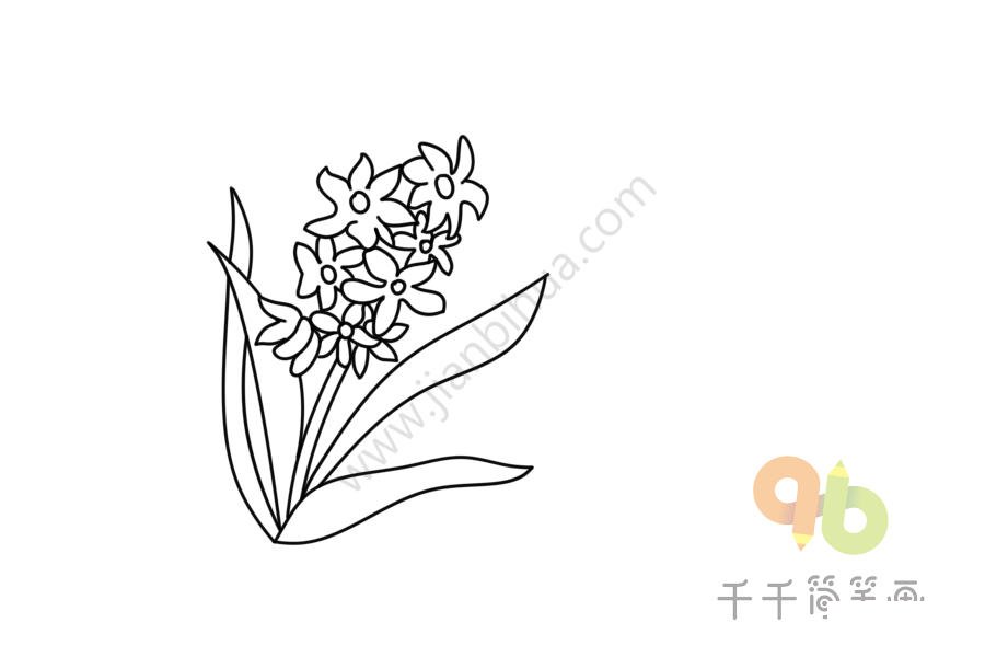 風(fēng)信子簡(jiǎn)筆畫(huà)