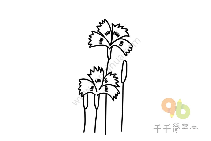 鮮艷的石竹簡筆畫