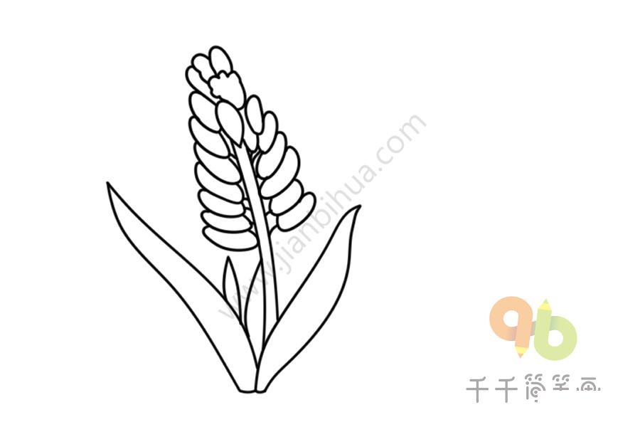 風(fēng)信子簡(jiǎn)筆畫(huà)