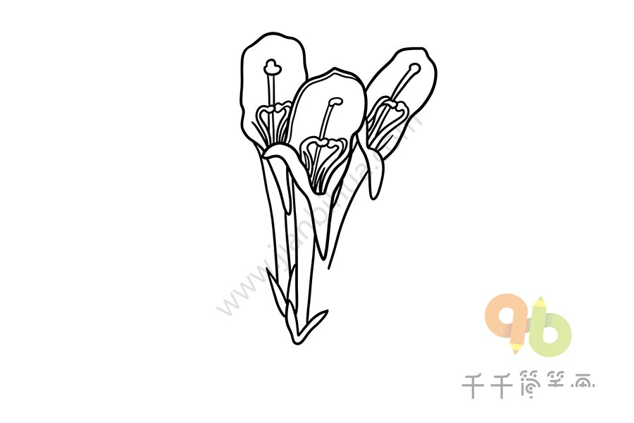 鯨魚花怎么畫