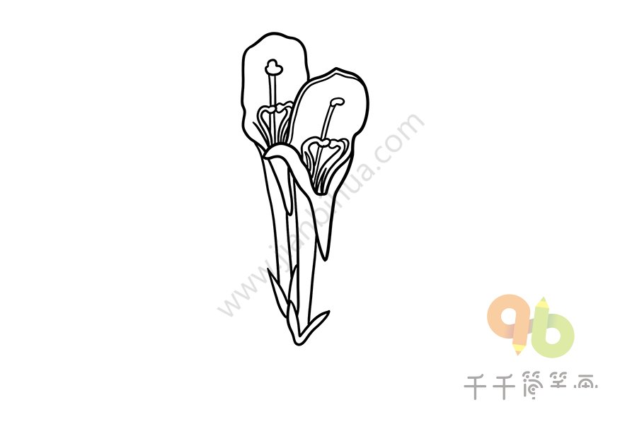 鯨魚花圖片