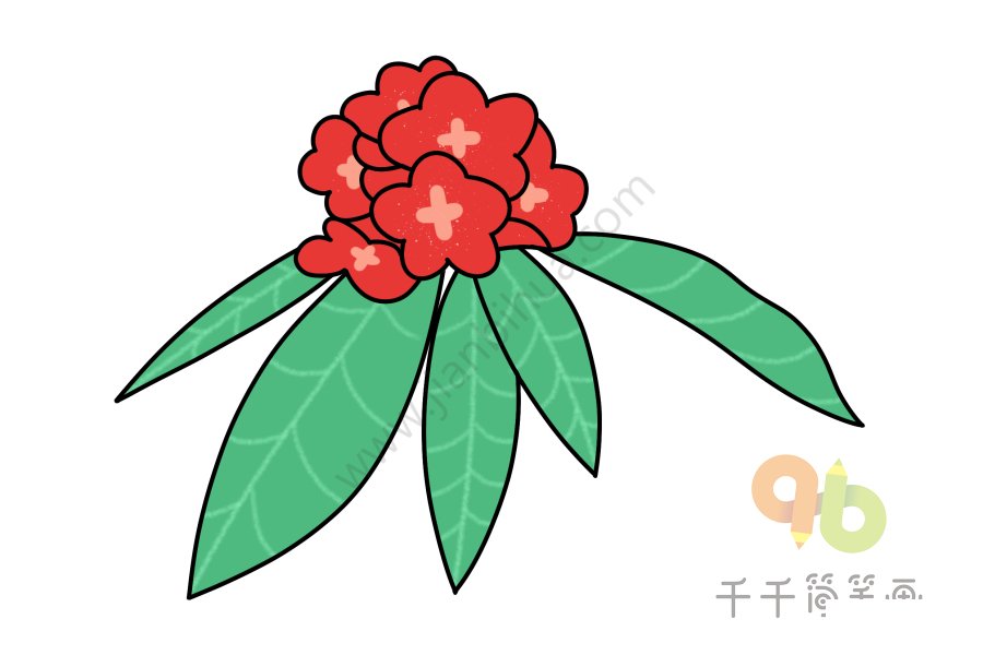 馬纓杜鵑寫真