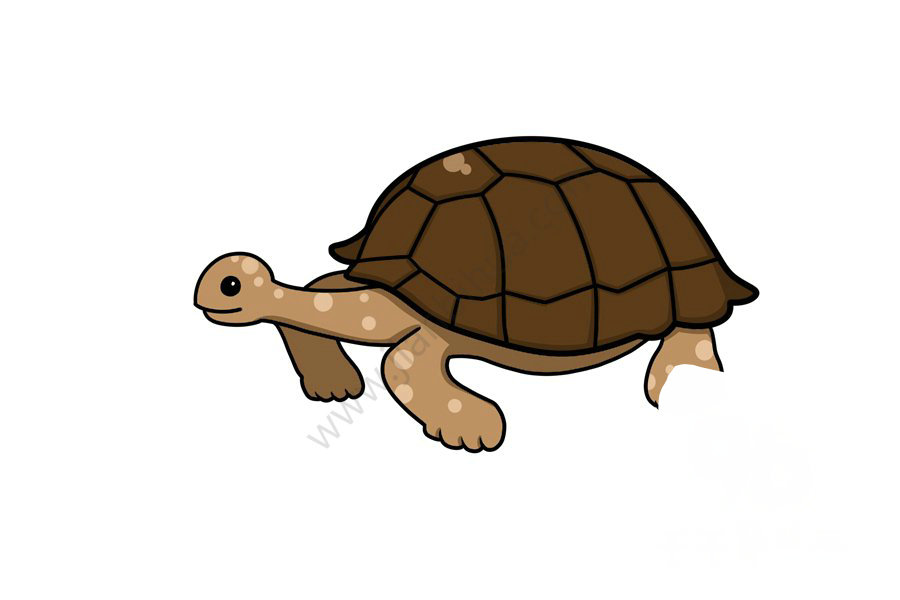 象龜簡(jiǎn)筆畫