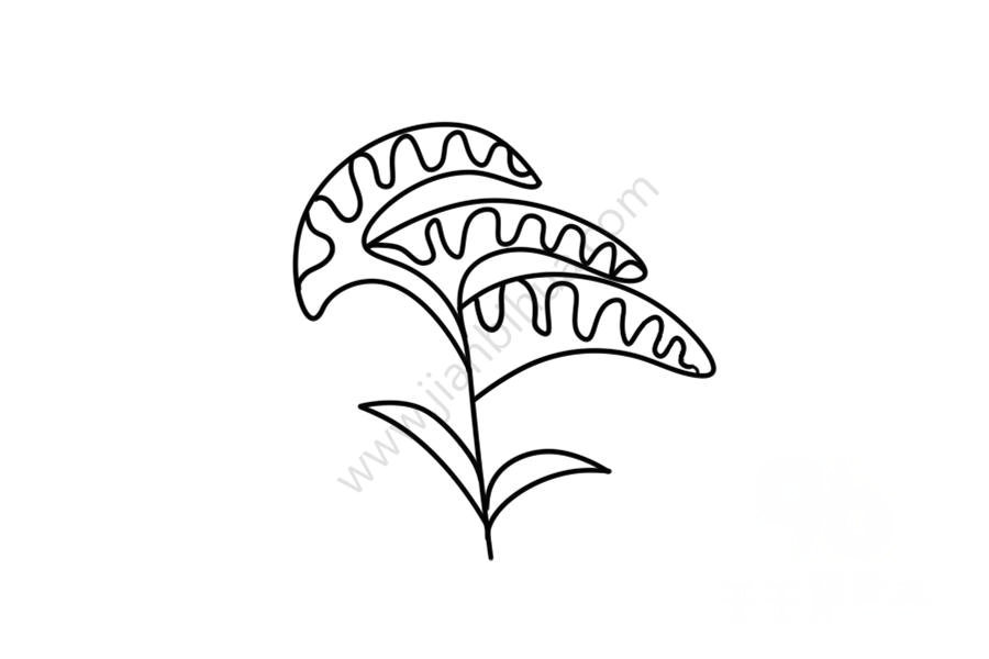 雞冠花簡(jiǎn)筆畫(huà)圖片