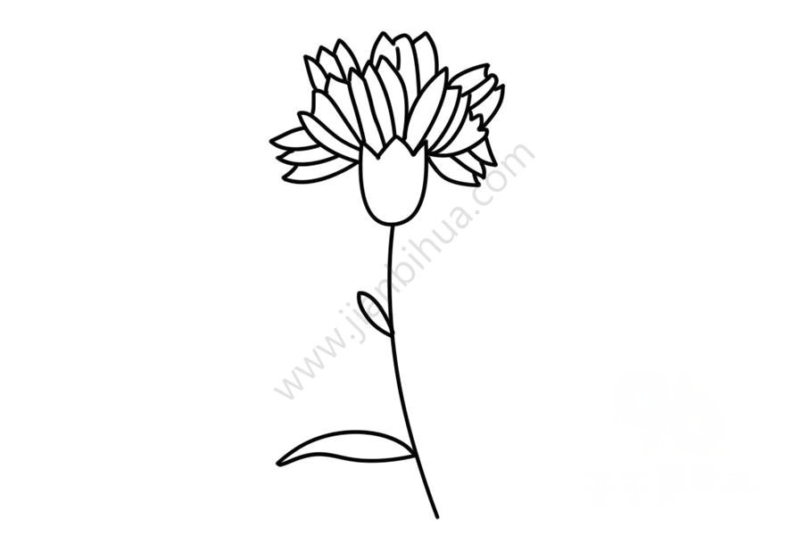 康乃馨簡(jiǎn)筆畫