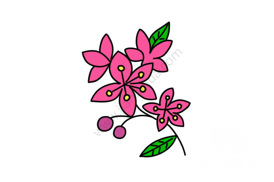 海棠花簡筆畫圖片