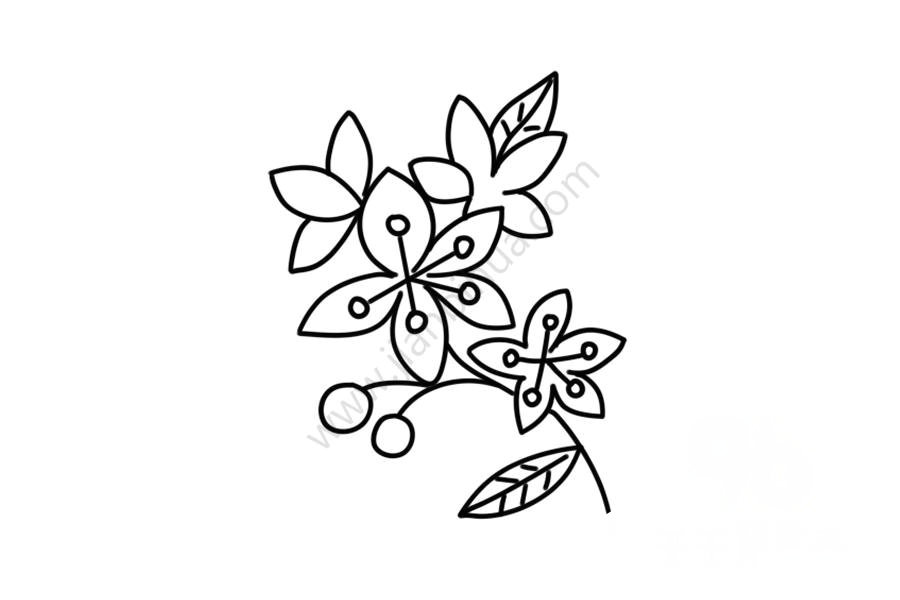 海棠花簡筆畫