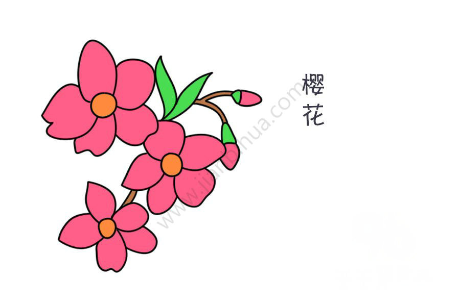 牡丹花簡筆畫