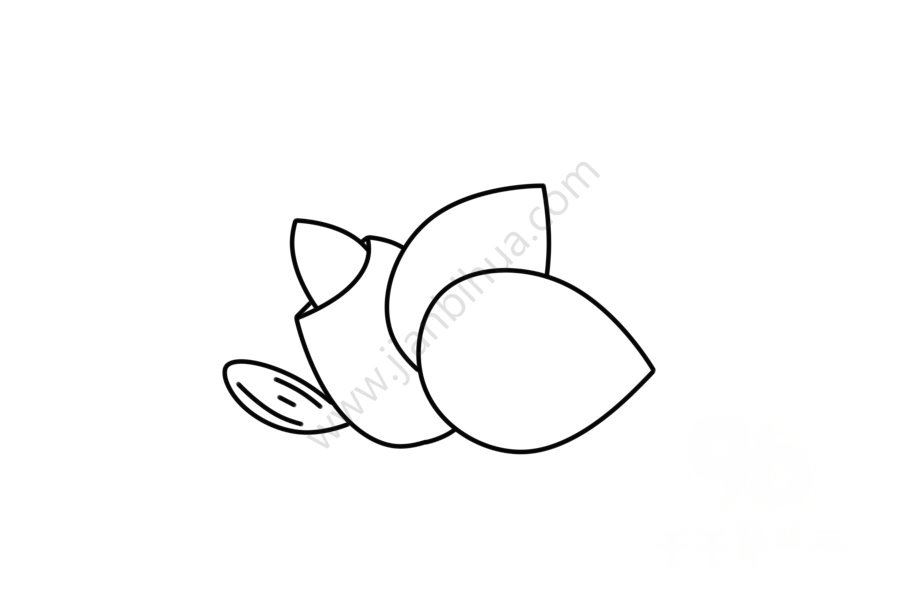 杏仁簡(jiǎn)筆畫教程4