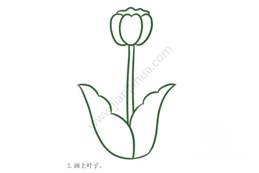 郁金香葉子繪制步驟