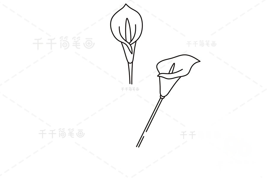 畫另一朵馬蹄蓮