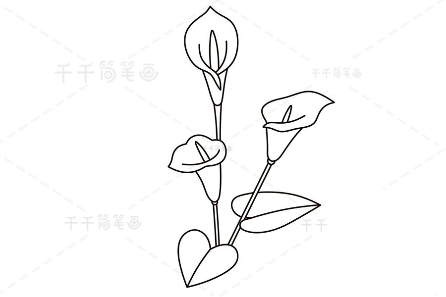 畫馬蹄蓮葉子