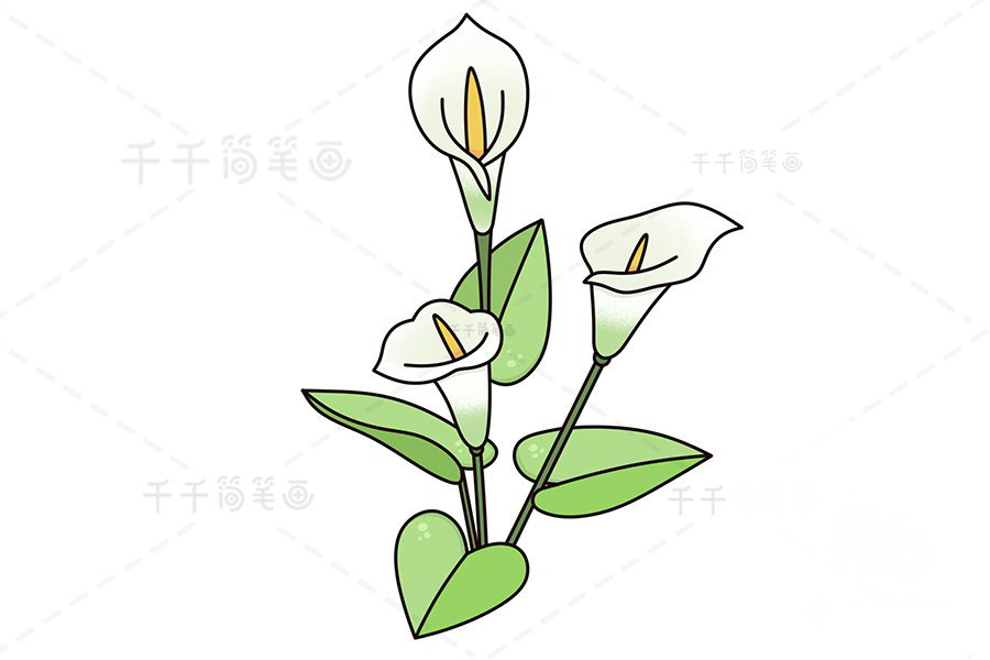 馬蹄蓮簡筆畫教程