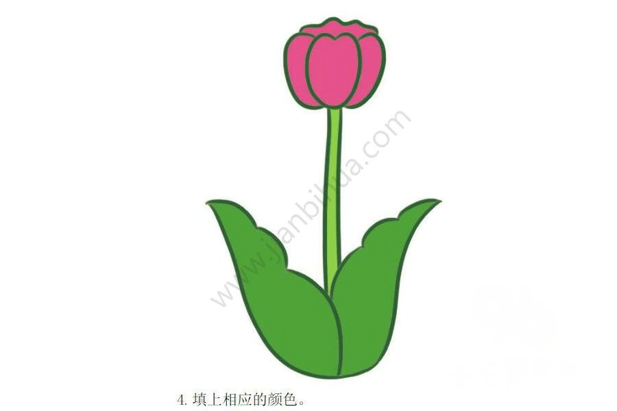 郁金香花朵繪制步驟