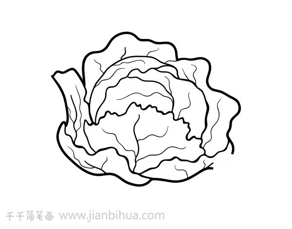 白菜簡筆畫帶顏色示例