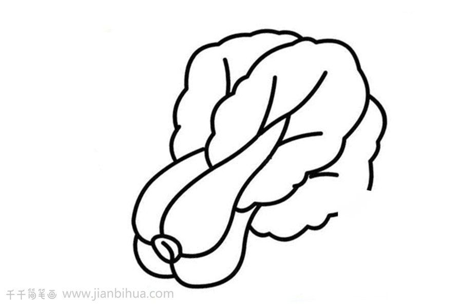 白菜簡筆畫示例