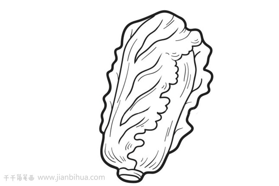 簡單白菜簡筆畫示例