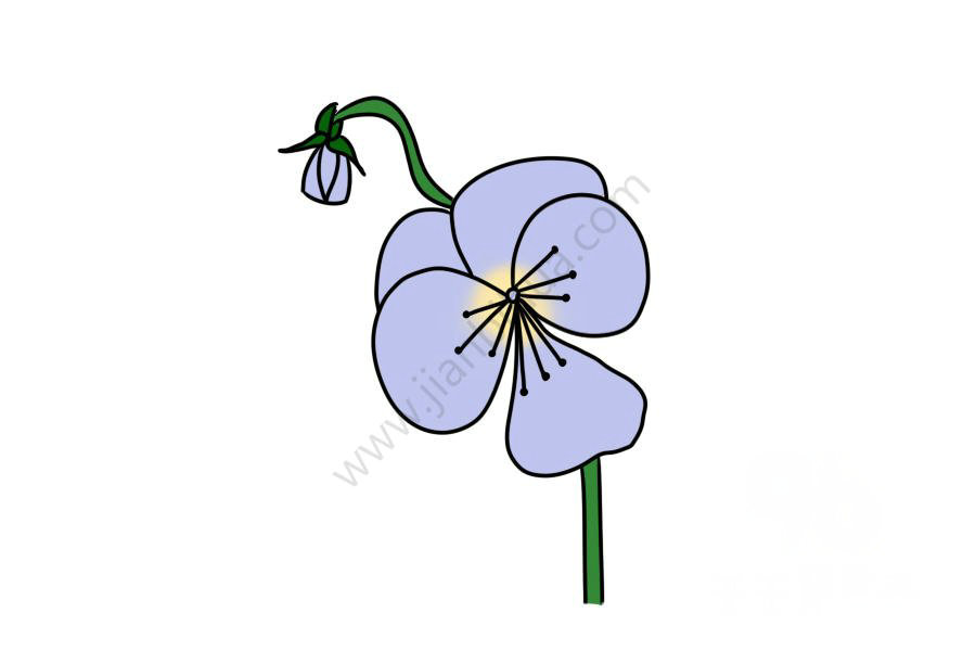 三色堇簡(jiǎn)筆畫