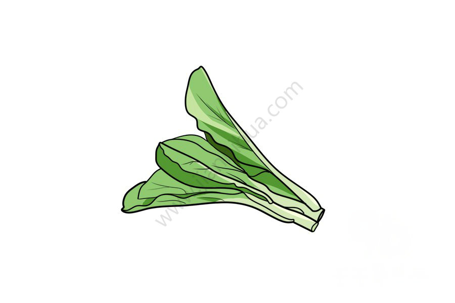白菜簡(jiǎn)筆畫(huà)完成圖