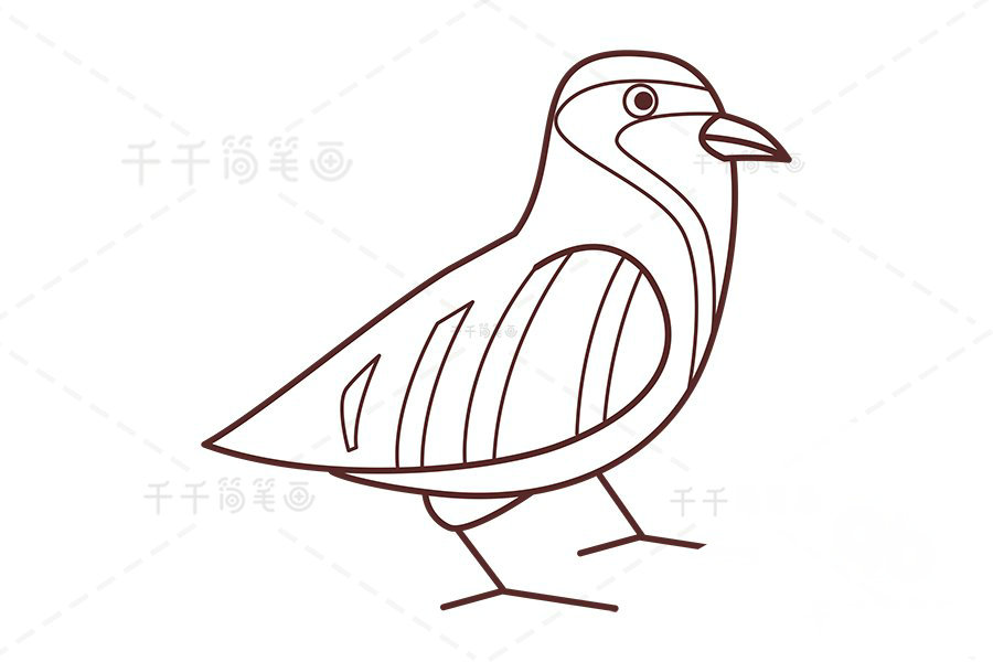 石雞簡筆畫翅膀紋路