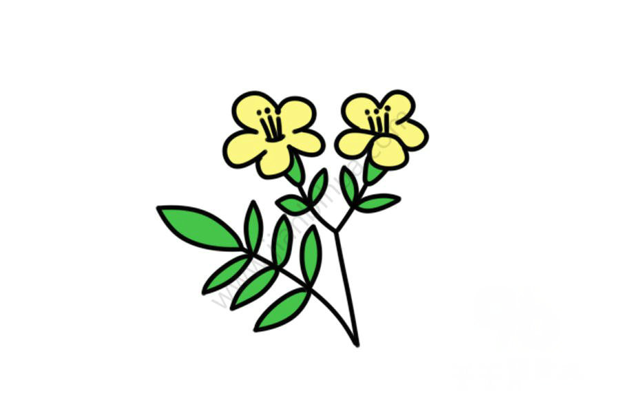 荼蘼花簡筆畫示例