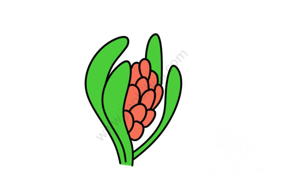 含苞待放的風信子簡筆畫