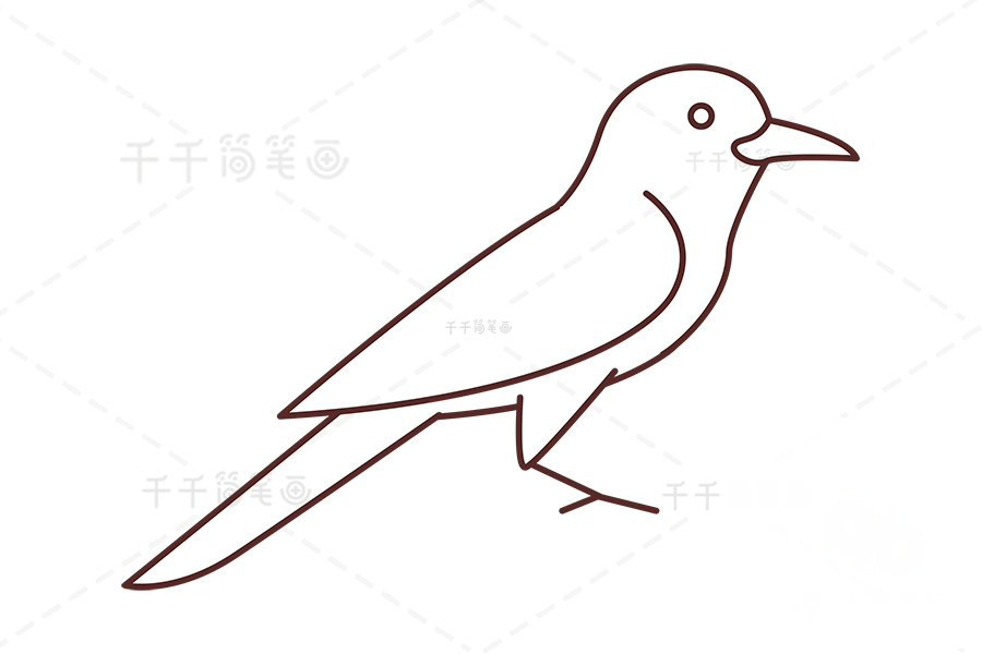 山椒鳥(niǎo)簡(jiǎn)筆畫(huà)第三步