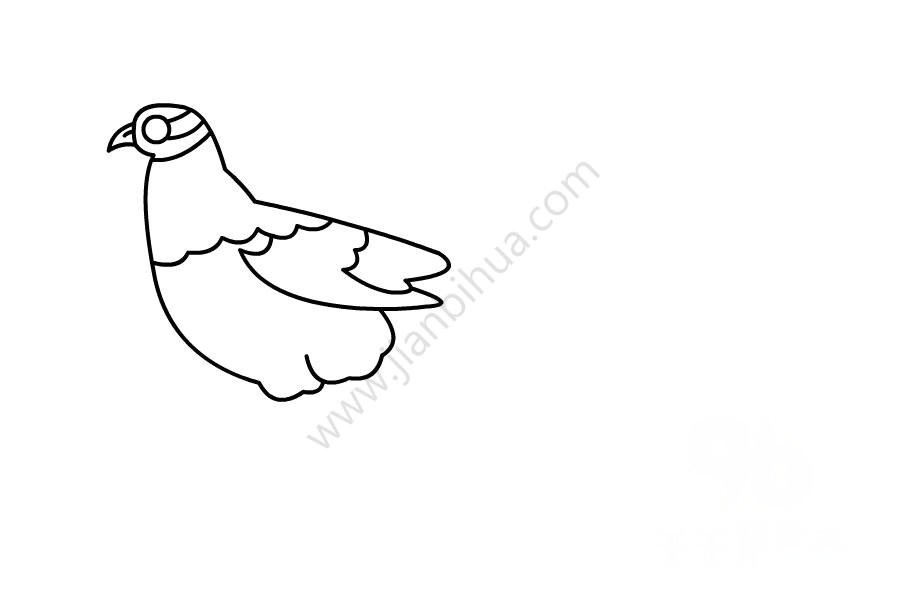 白冠長(zhǎng)尾雉圖片