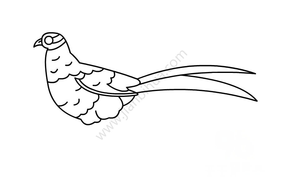 白冠長(zhǎng)尾雉怎么畫(huà)