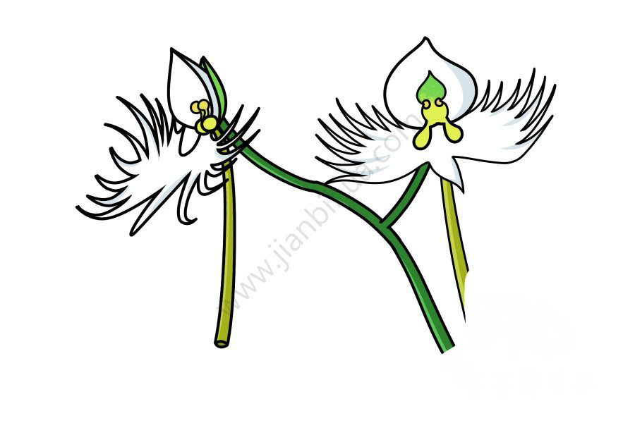 鷺草圖片