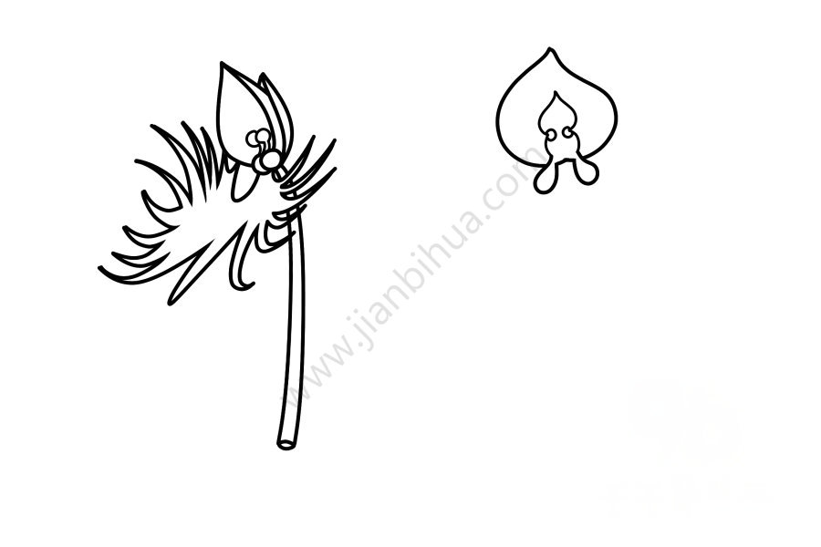 鷺草簡筆畫細(xì)節(jié)