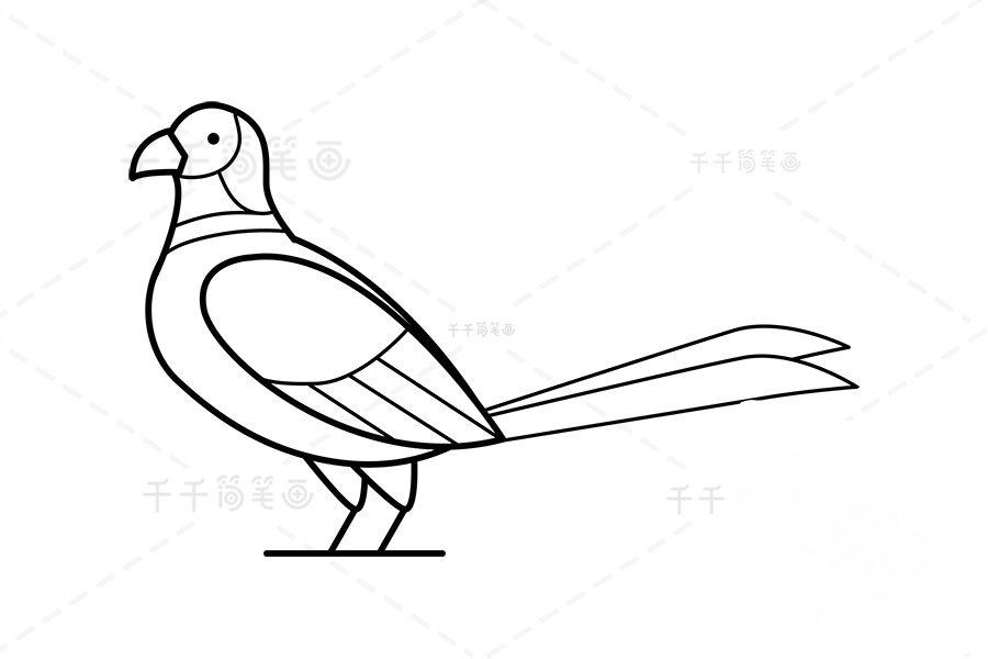 山雞身體紋路