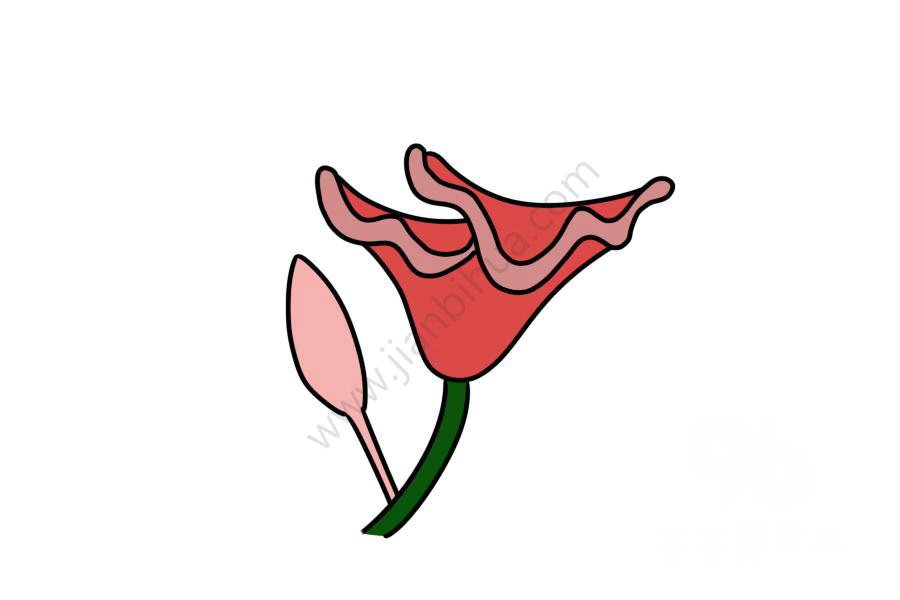雞冠花簡筆畫圖片